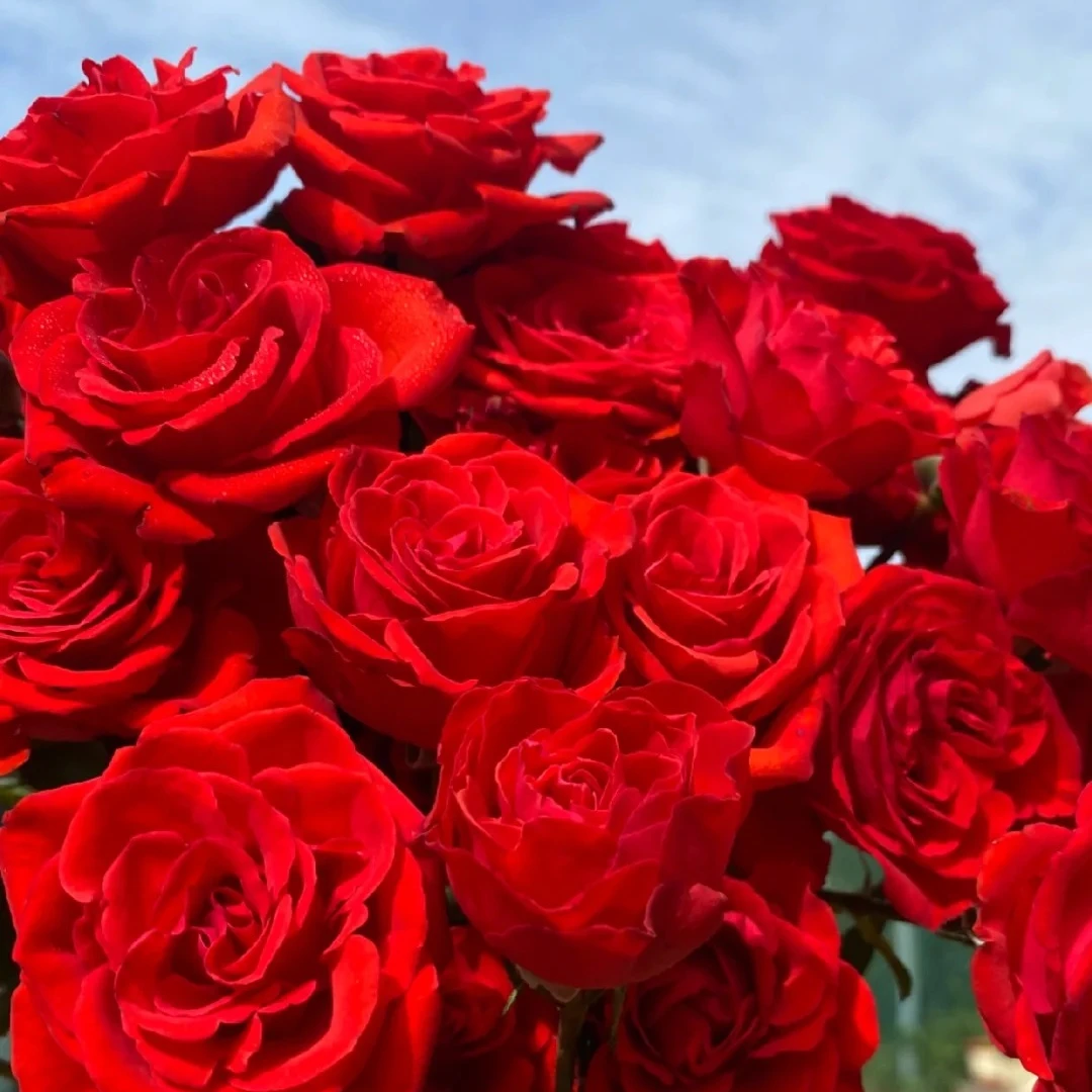 多头霓虹泡泡玫瑰：高品质多头玫瑰10枝/扎