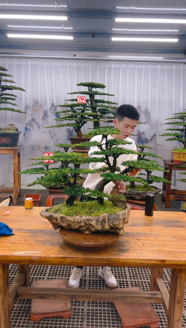 【闪购商品】紫砂精品盆景直播间一物一拍