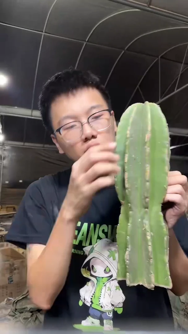 20cm  象腿柱【无根】