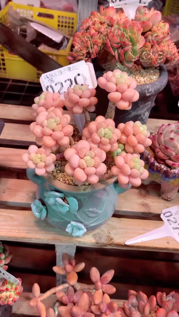 022QQQ（满28发货）