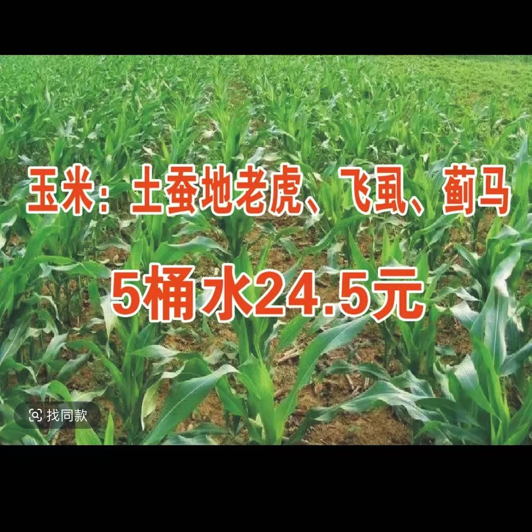 玉米 土蚕 地老虎 飞虱 蓟马