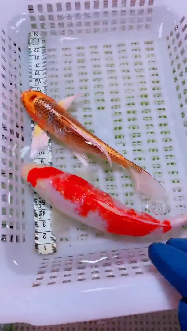 锦鲤血统锦鲤全场包邮34