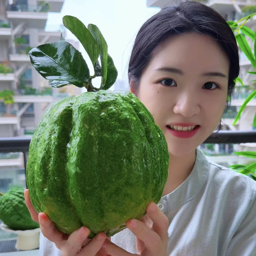 云南香橼果绿果摆件清供礼佛盘完居家摆件---陈绿