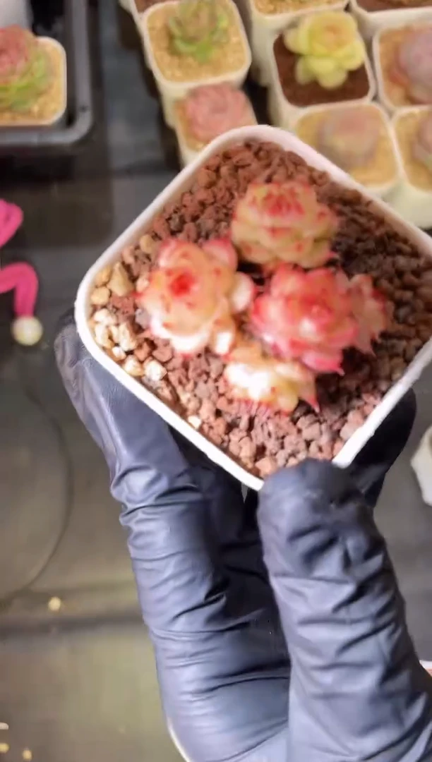 闪购2213  不包整散多肉一颗3厘米