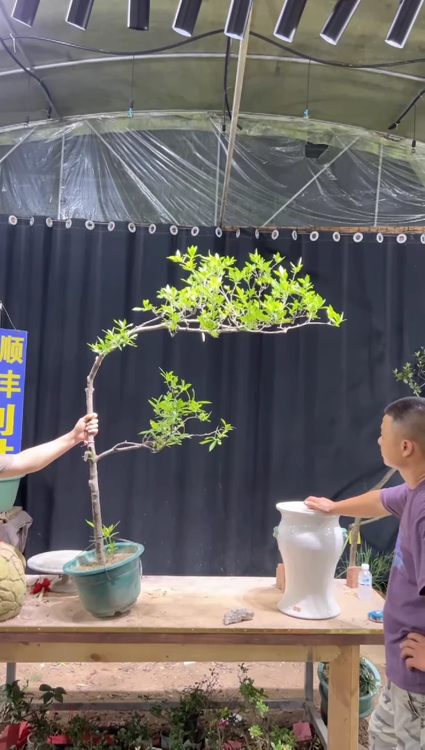 当前无花栽培后可以开花嫣****）海岛栀子花