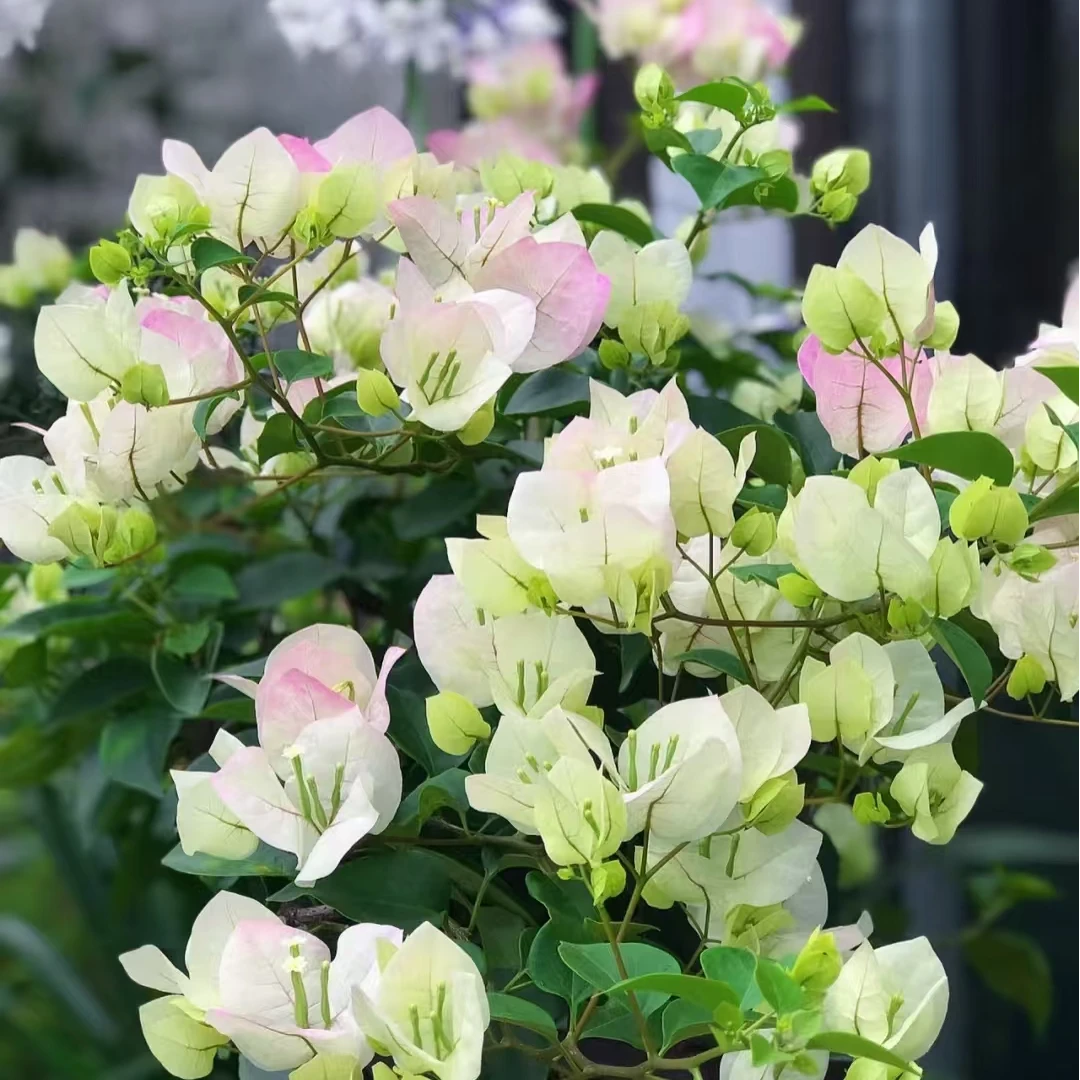 【绿樱】三角梅花卉四季开花适合庭院阳台盆栽带盆带土带花苞