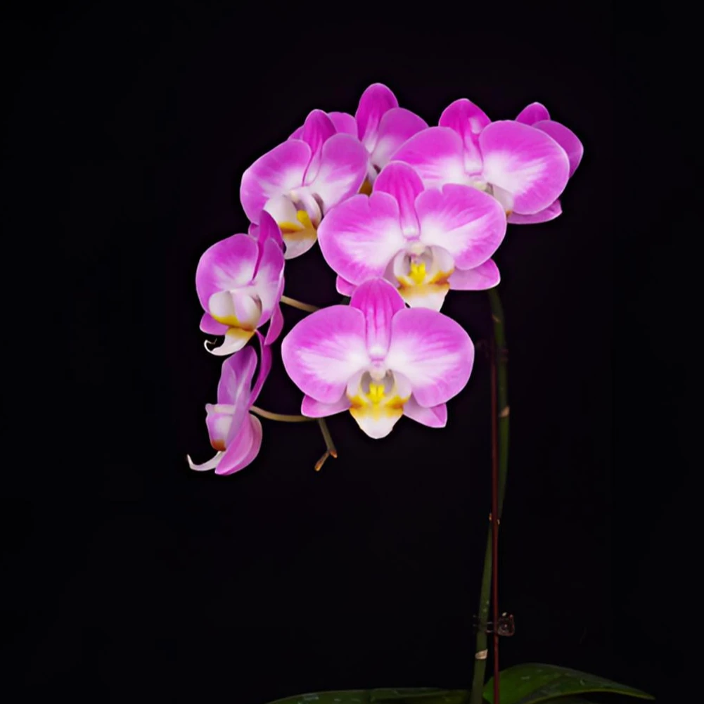 A花遇兰蝴蝶兰鲜花室内【雪山飞狐2.8寸全花】全花开花株发货