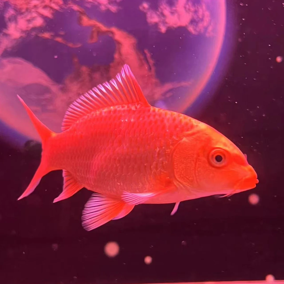 蝴蝶鲤红色普身保证圆头顺背，纯正台湾品种，包邮包活