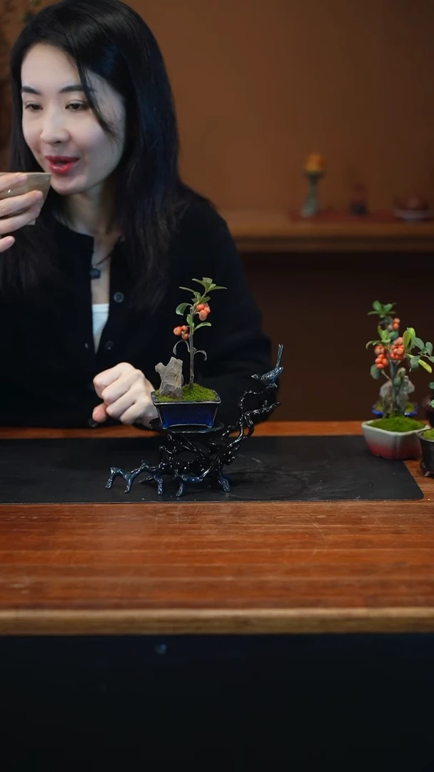 全部花朵火棘盆景盆景盆景