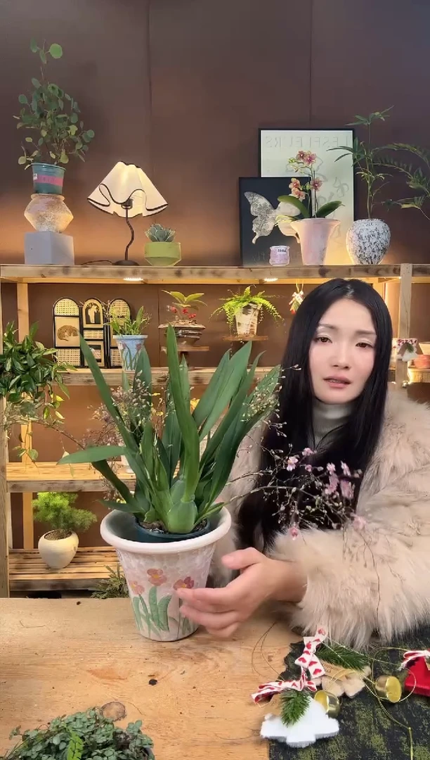 无花朵046文心兰加盆一套