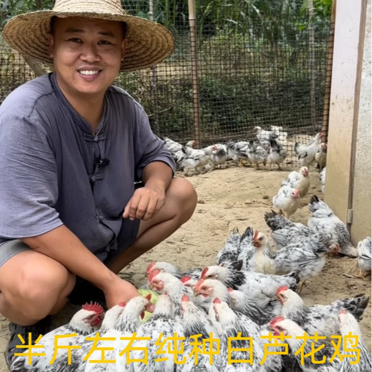 白芦花鸡疫苗齐全买8只送2只约半斤左右发货长尾宠物鸡林间散养