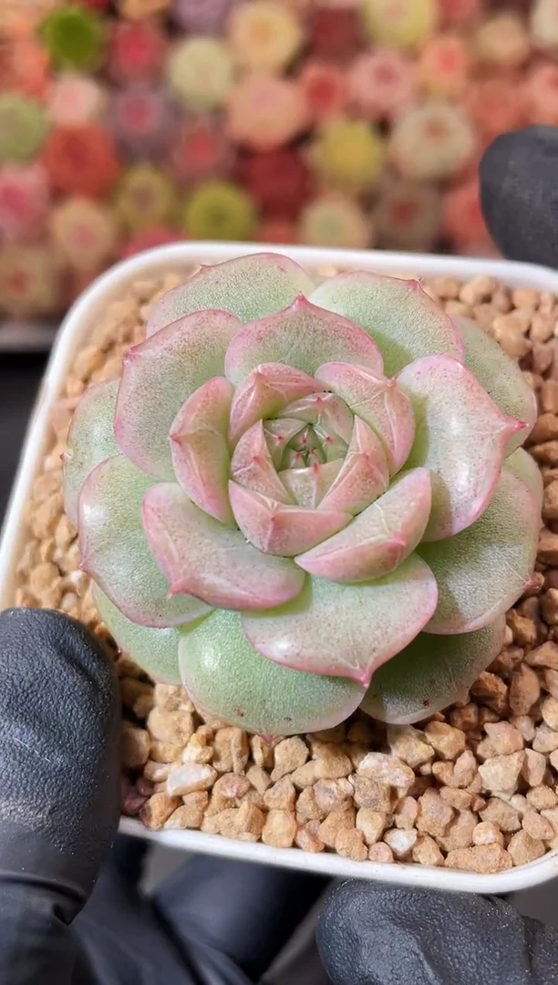 8-51 雾山月影3-4厘米 量拍发一颗