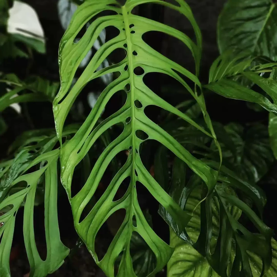 【巨洞龟背竹】大巨洞龟背竹热带植物阳台室内好养盆栽绿植