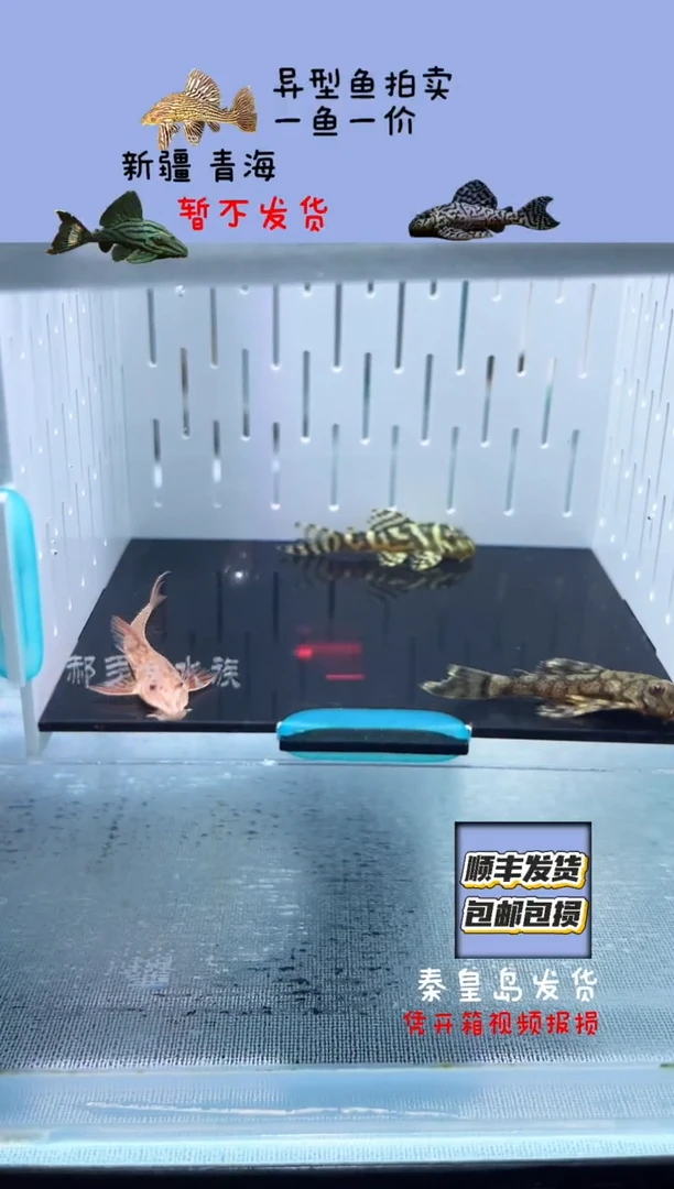 清道夫3.5-5不包入缸损134