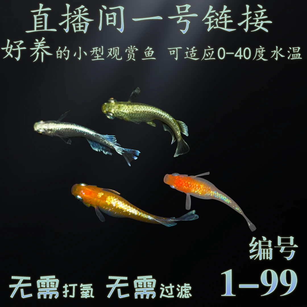 观背青鳉一物一拍观赏鱼冷水小型锦鲤淡水鱼不打氧好养活冷水鱼