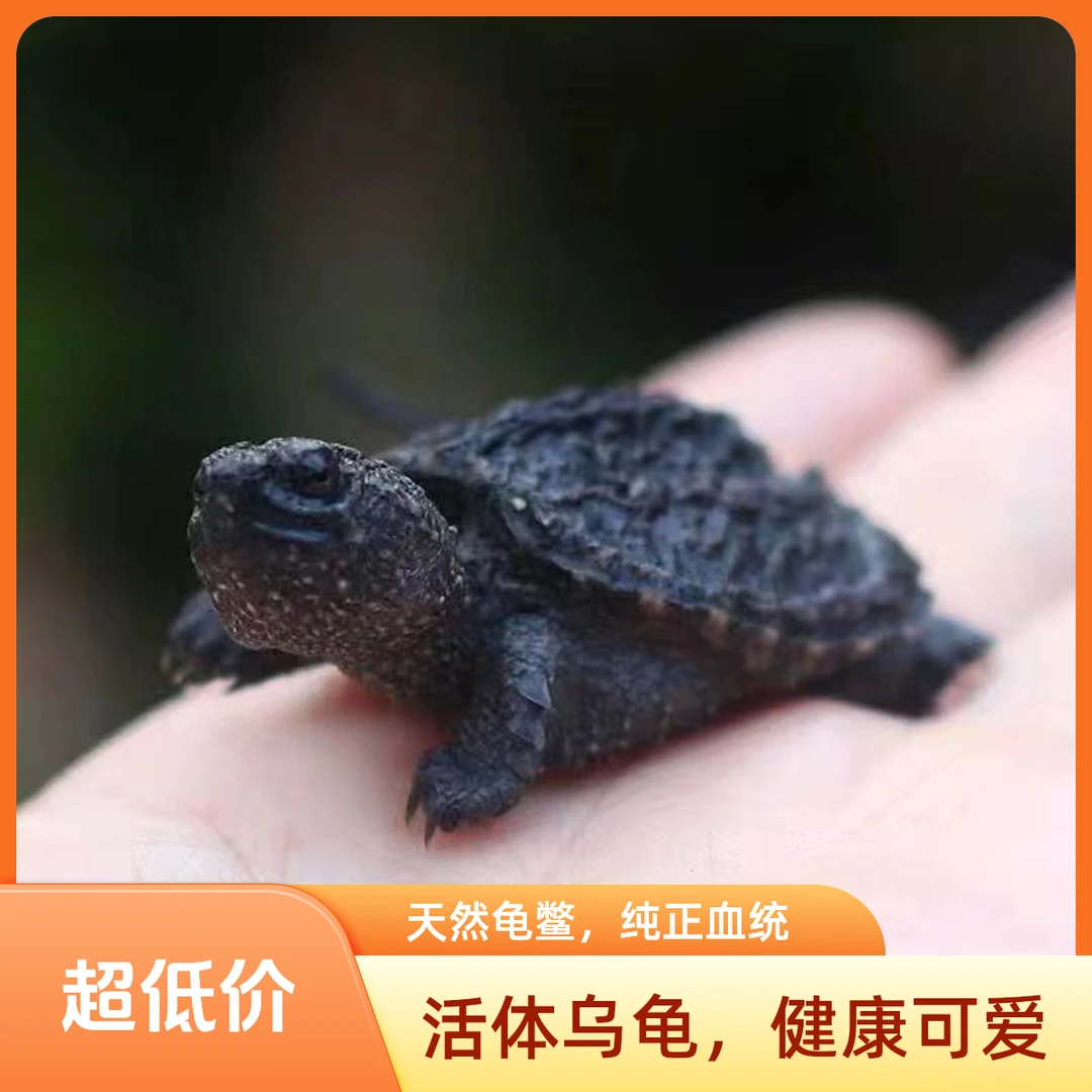 直播间乌龟挑选一图一物 宠物活体直播间链接
