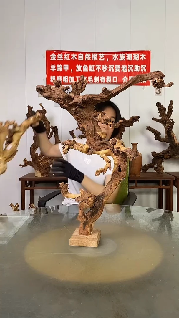 香榧木龍金丝红木   羊蹄甲