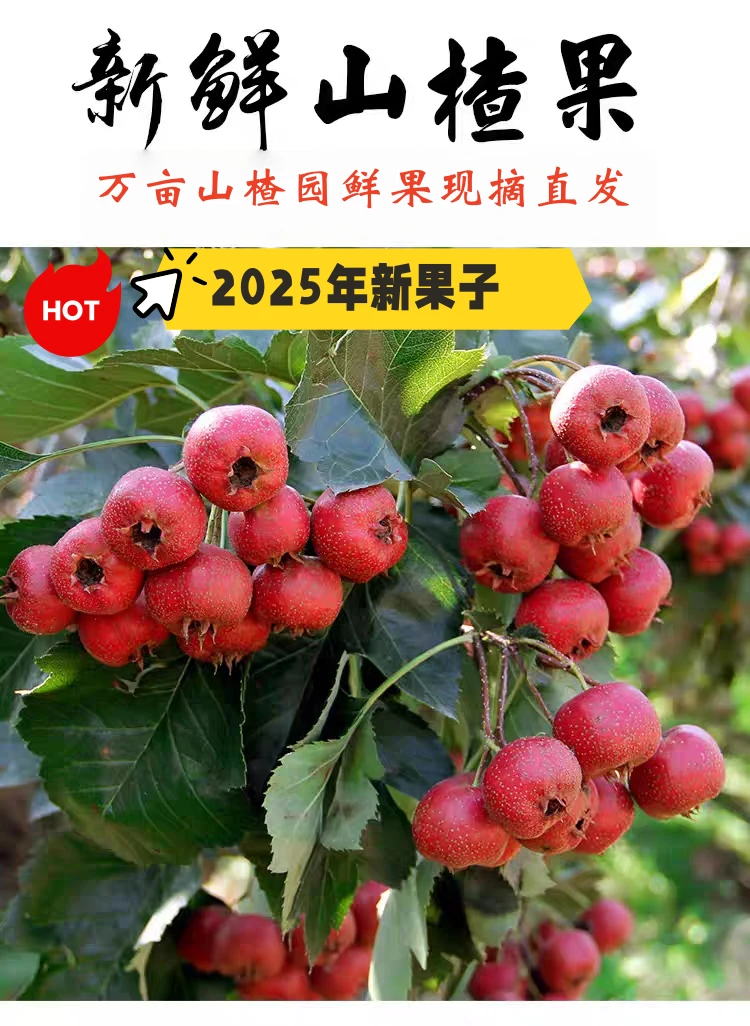 【年度平价好物】当季鲜山楂2025年九月鲜山楂果棉球产地现摘直发
