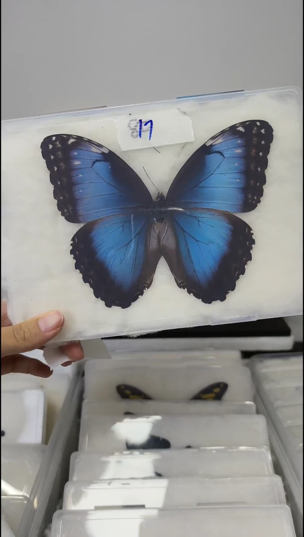 木展翅品压棉发货一图一物