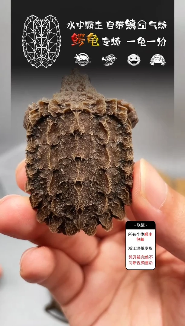 不分公母宠物龟3-3尾尖磨损