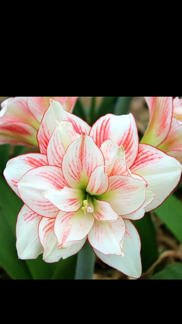 朱顶红大唐5厘米