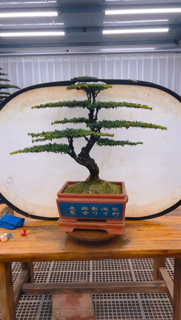 【闪购商品】紫砂精品盆景直播间一物一拍