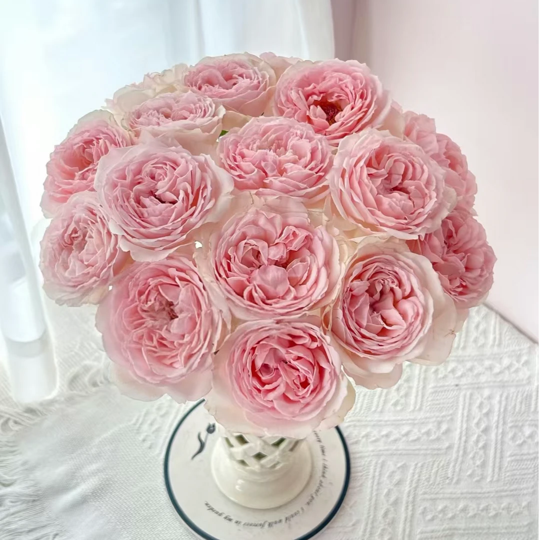 【独鬏鬏优选】云南鲜花 [镜花] 单头玫瑰 顺丰直发