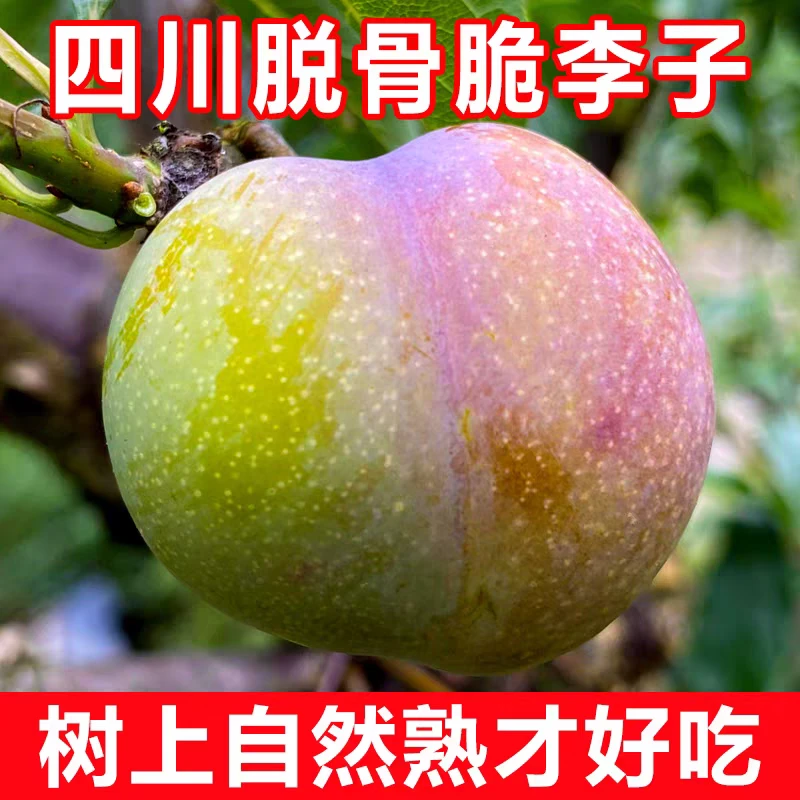 四川脱骨脆红李半边红新鲜水果当季茵红李正宗脱骨李整箱