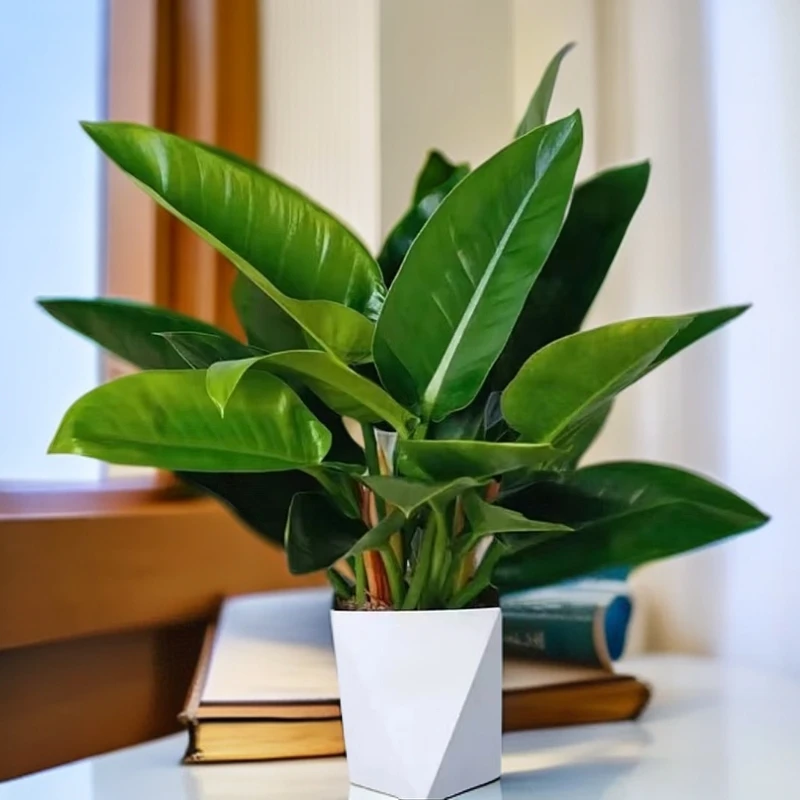 大叶金钻(一盆3株苗)50CM带盆发货土培水培易活