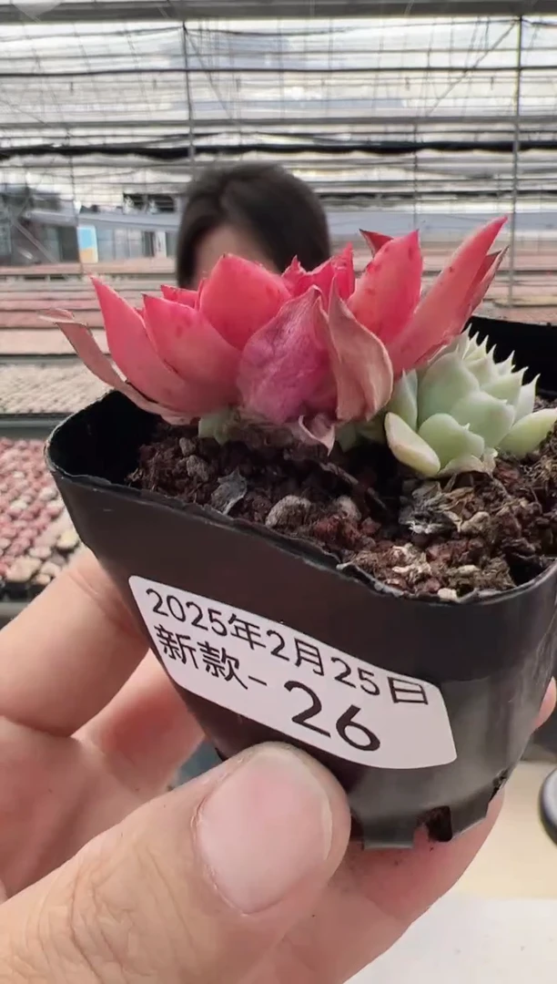 【闪购商品】新款多肉-26