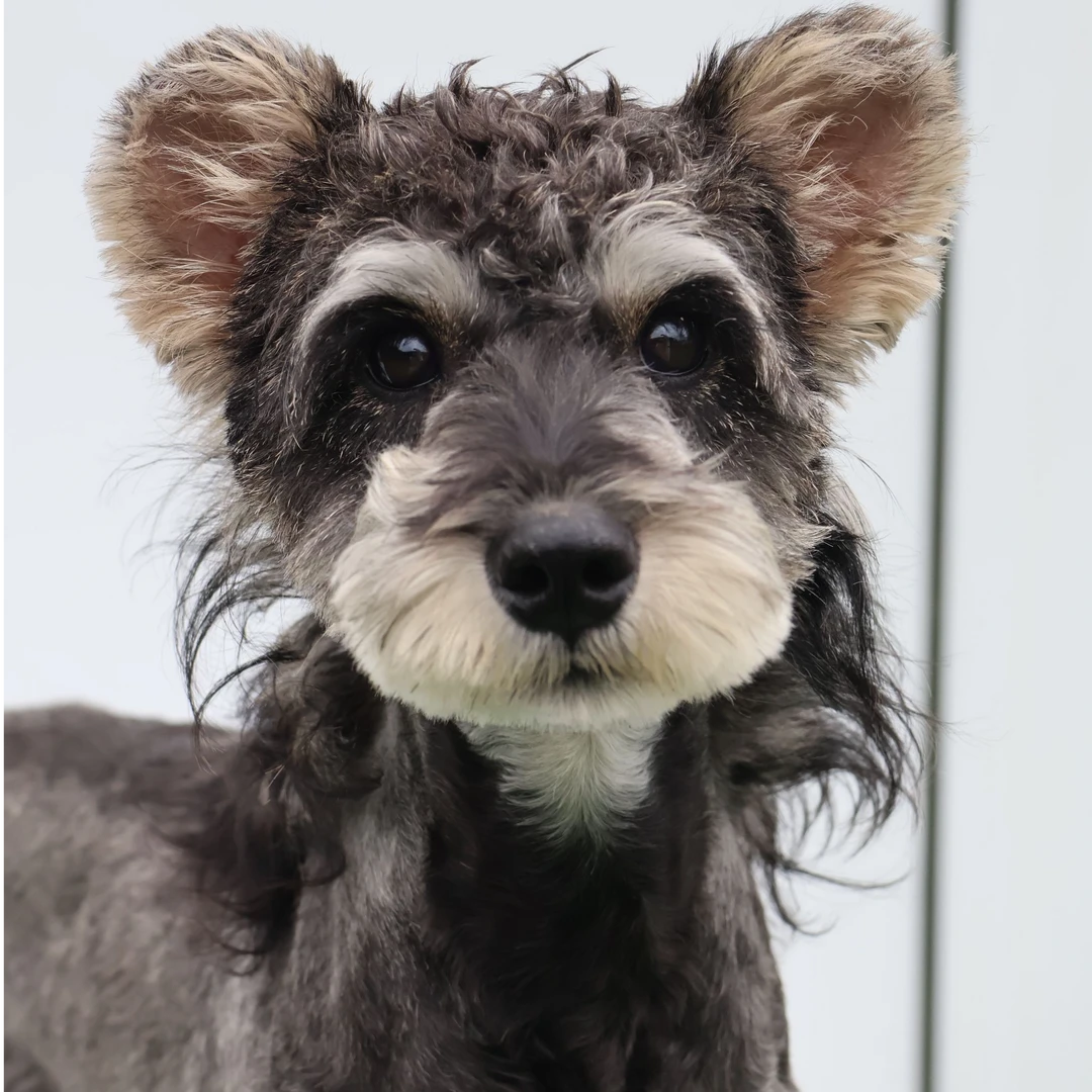 雪纳瑞活体，一宠一拍