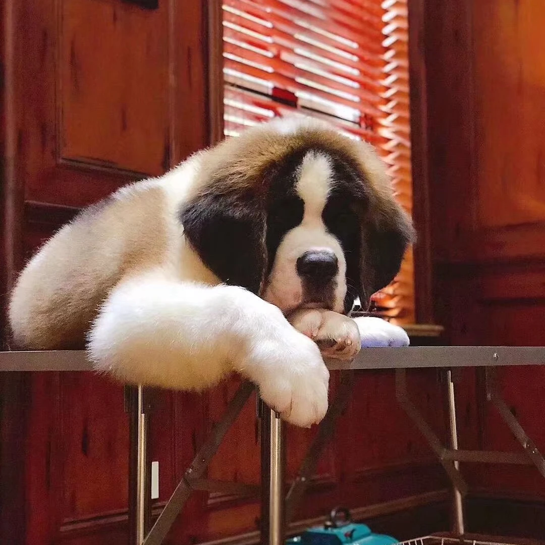 【圣雄家圣伯纳B】直播宠物活体狗小狗大型保姆犬 家庭伴侣犬