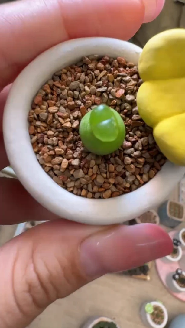 23-99多肉植物肉锥玉净瓶一颗