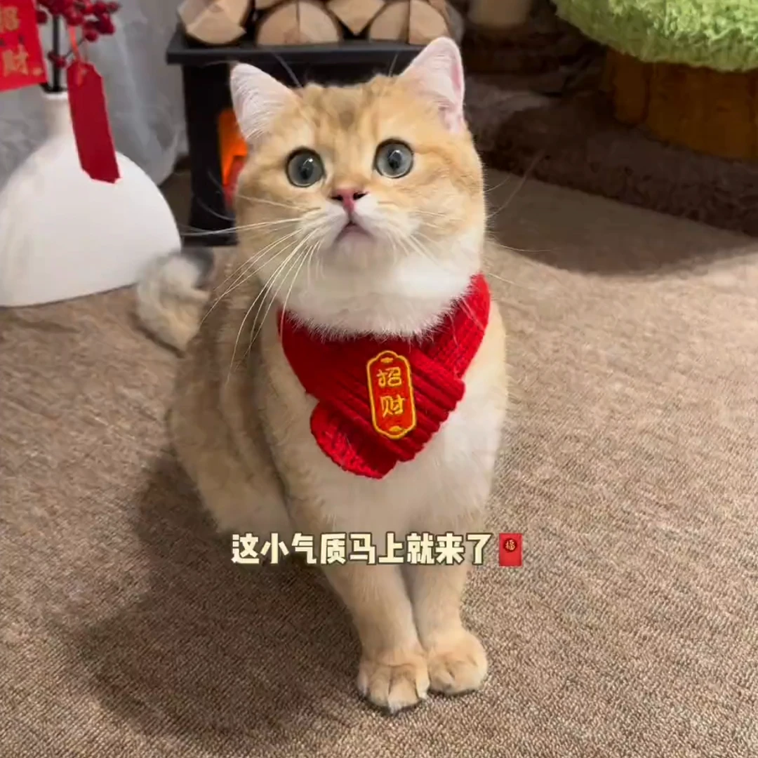 猫咪狗狗宠物新年围脖保暖红色围巾喜庆创意手工编织围脖中国风