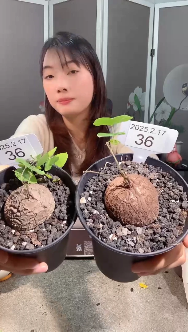 【闪购商品】南非龟甲龙2.16.36