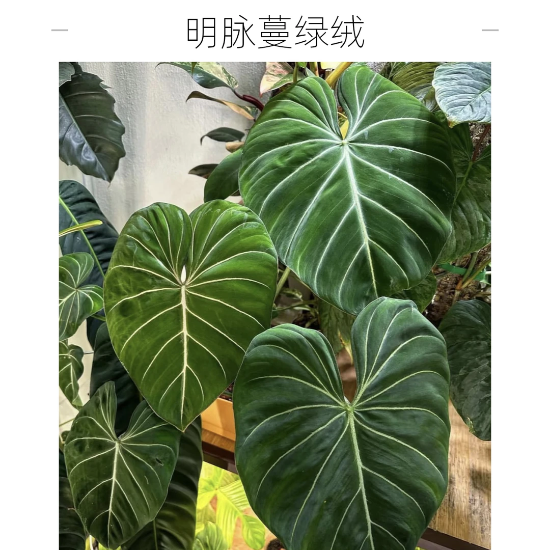 蔓绿绒 明脉/巧克力蔓绿绒 ins风热值 阳台窗台散射光可养 好养