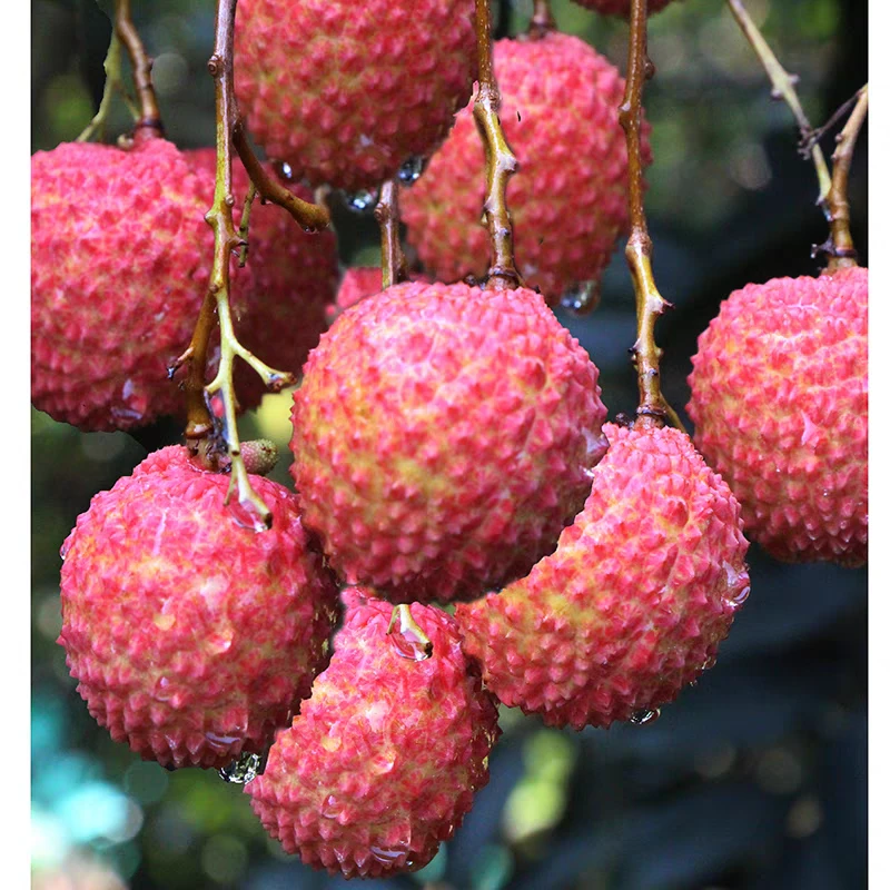 广西桂味荔枝果园采摘新鲜清甜爽口汁冷链包邮夏季时令水果爆款汁