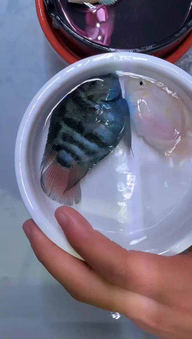 鹦鹉鱼宝蓝公白金母