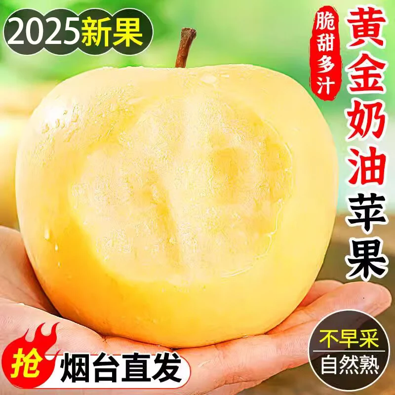 山东烟台奶油富士苹果新鲜现摘多汁脆甜应季水果