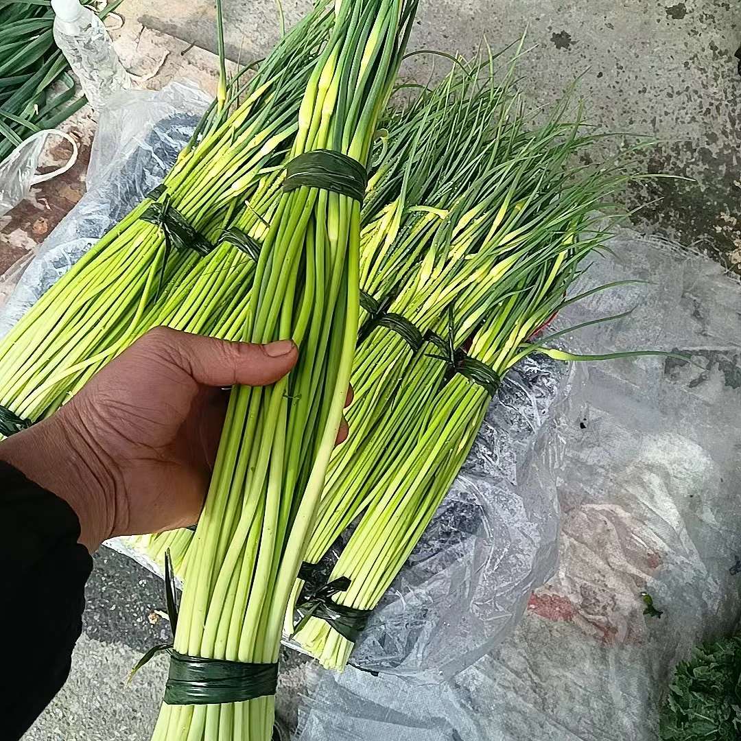 陕西洋县坡地新鲜蒜苔现拨三斤五斤包邮凉拌炒肉露天蒜苔