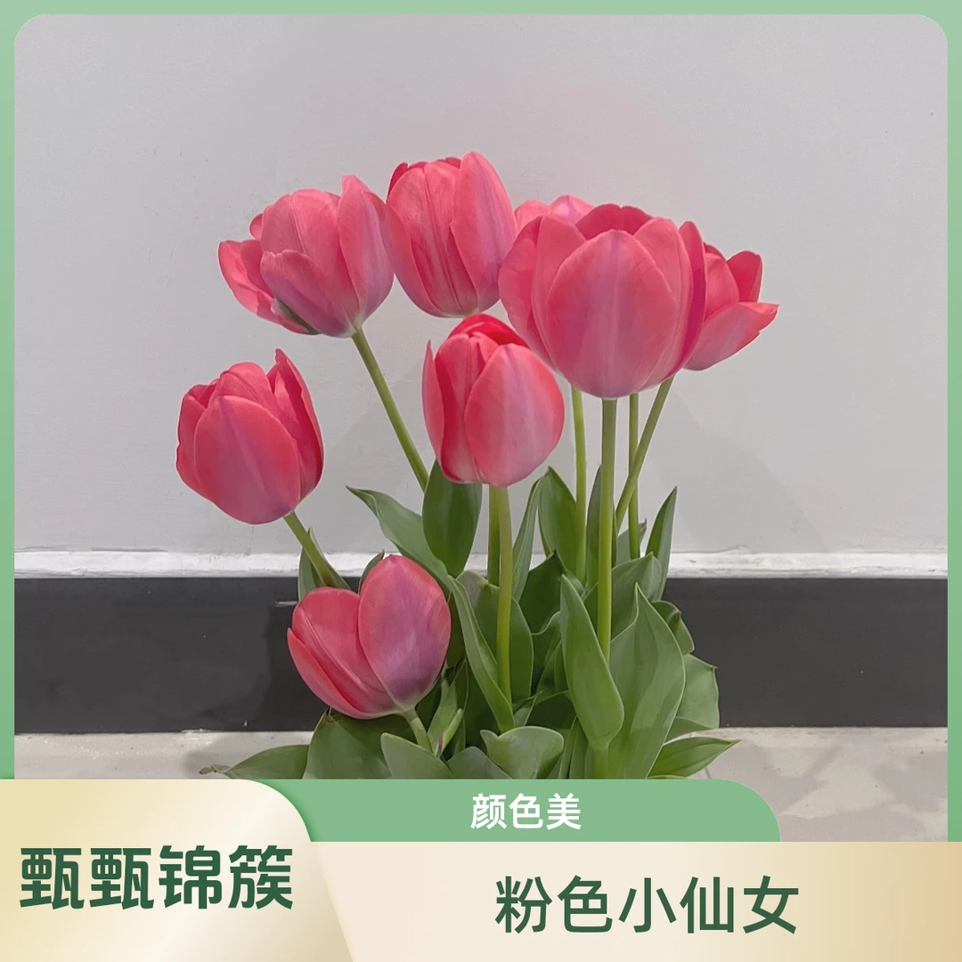 （粉色小仙女）郁金香 东北基地新鲜采摘