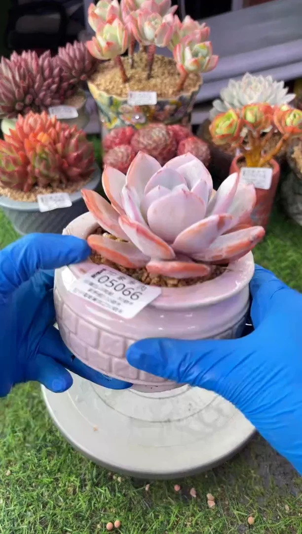 昆明印象多肉05066