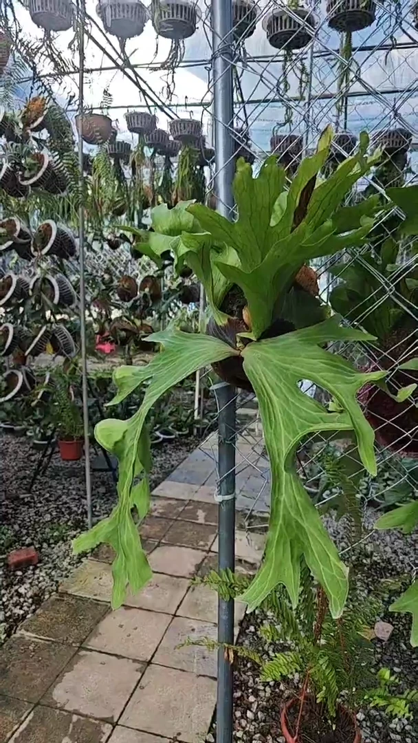 无花朵蝴蝶鹿角蕨    3000