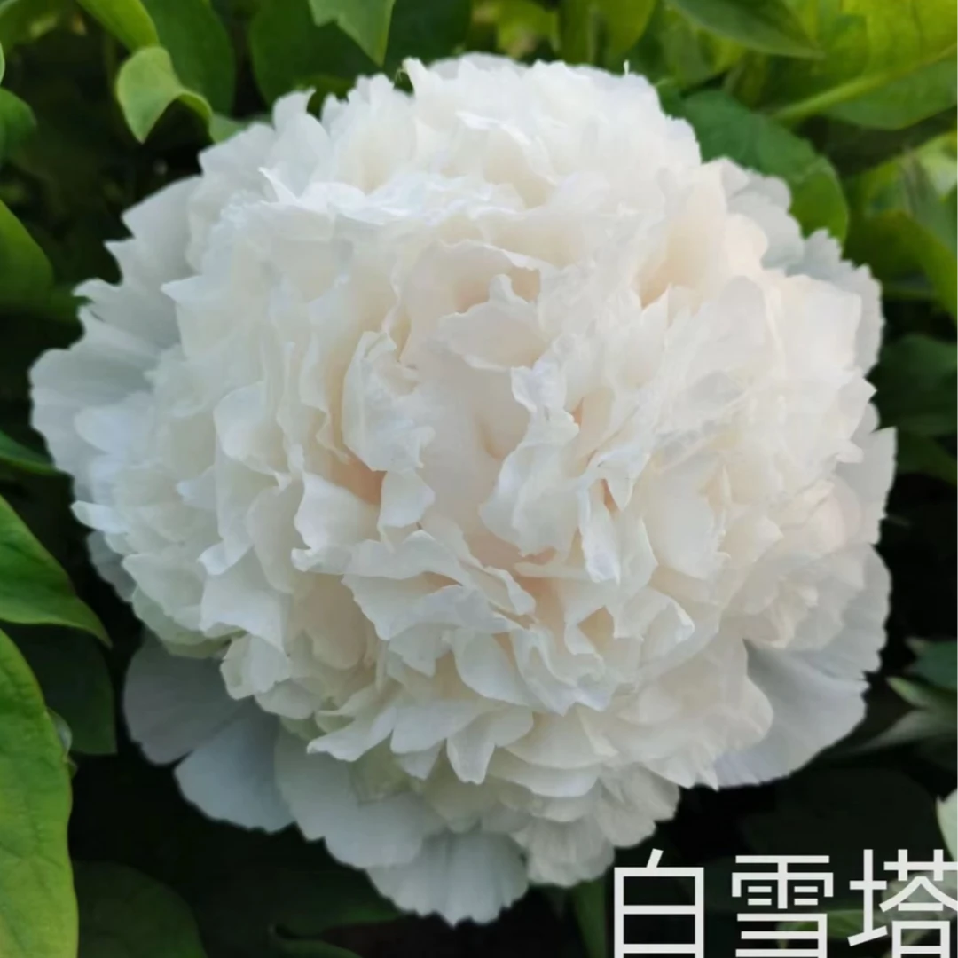 【白雪塔】牡丹花苗庭院地栽盆栽 先发肥料 国庆节发苗