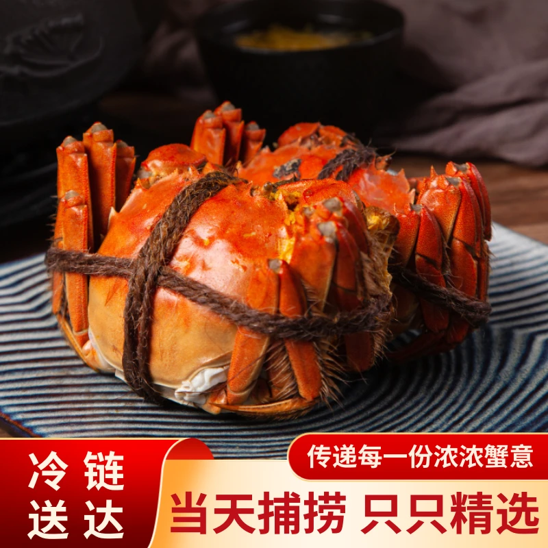 江苏精品大闸蟹全母2两,买6只送2只顺丰包邮活蟹