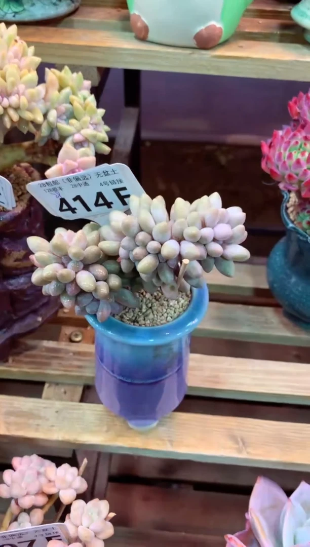 414F（一物一拍，精品多肉，w所见即所得 ）