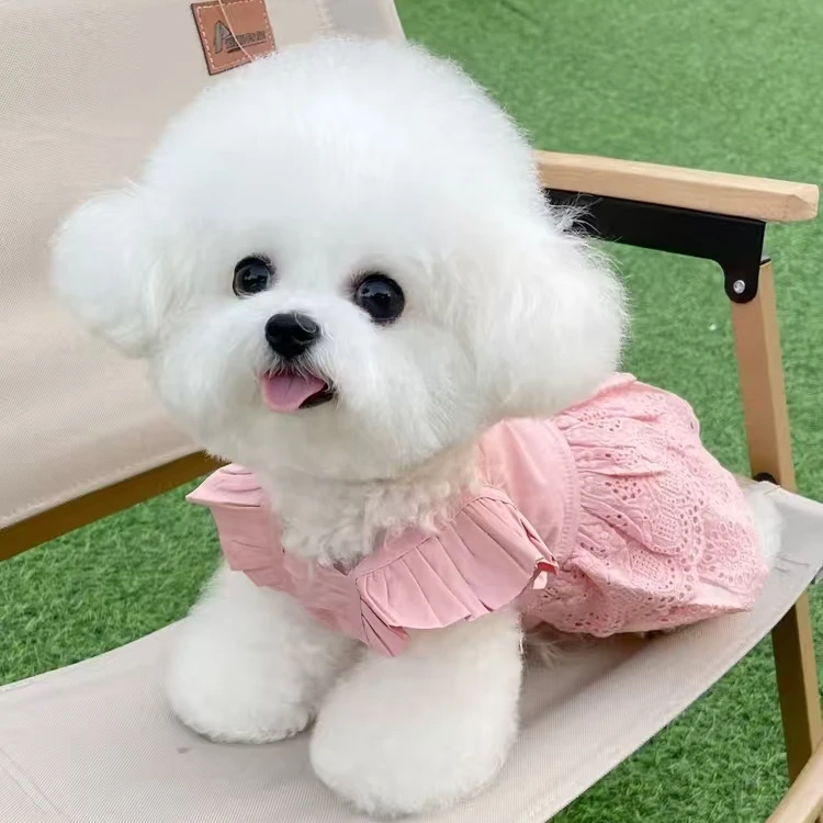 韩系比熊马尔泰约克夏马尔济斯活体链接