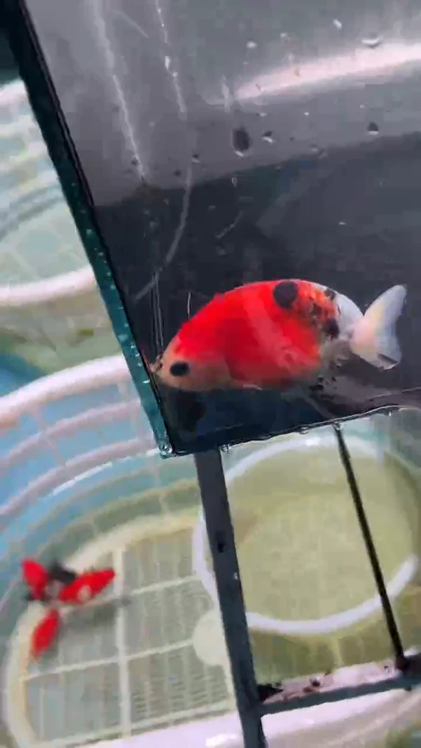 金鱼2单包邮  售后开箱视频