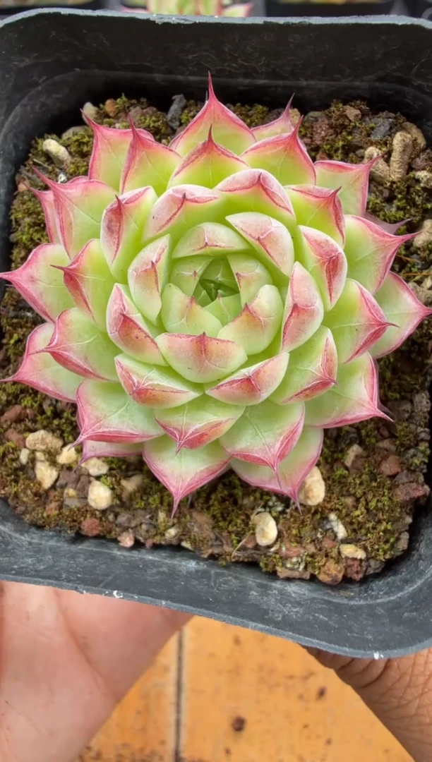 东云多肉园二店-180