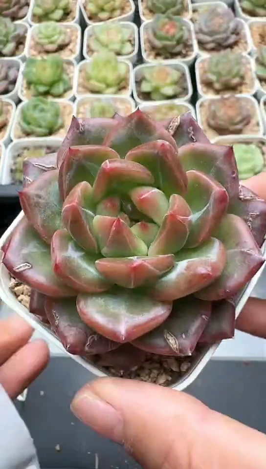 378F云禹多肉植物 默认脱土纸巾打包 3颗包邮